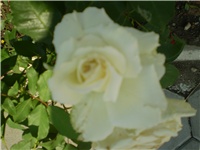 852918bb-Picture 126.jpg